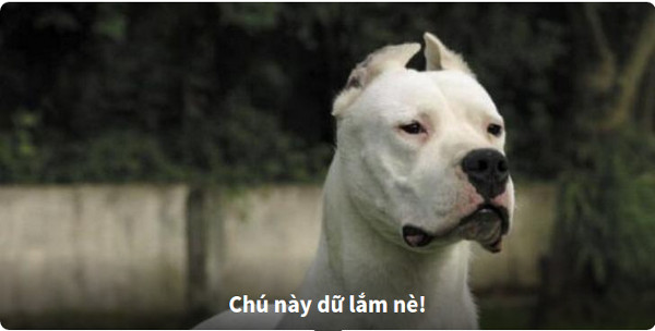 Nhìn hình đoán tên loài chó 