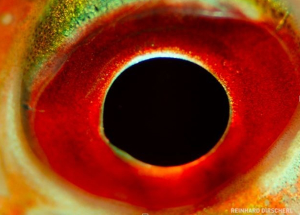 Thử tài suy đoán