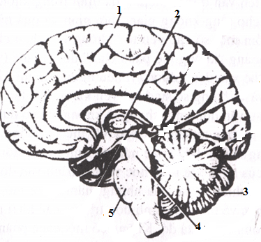 Đề kiểm tra môn sinh học lớp 8 Đề kiểm tra môn sinh học lớp 8