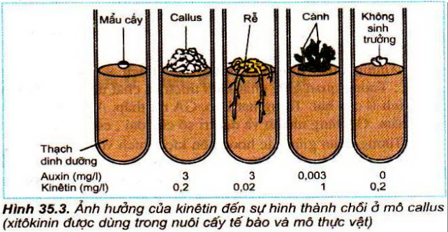 Đề thi giữa học kì 2 môn Sinh học lớp 11 trường THPT Trung An, Cần Thơ năm học 2015 - 2016 Đề kiểm tra giữa học kì 2 môn Sinh lớp 11 có đáp án