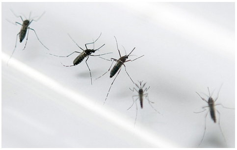 Làm trắc nghiệm để biết bạn có nguy cơ nhiễm vi rút Zika hay không