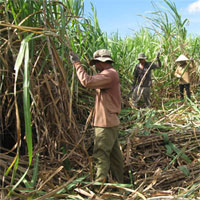 Giáo án Hóa học 9 bài 51: Saccarozơ