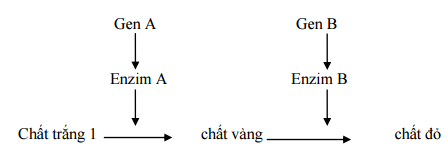 Đề thi thử THPT Quốc gia môn Sinh học lần 1 năm 2016 trường THPT Hàn Thuyên, Bắc Ninh