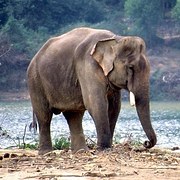 Nếu trả lời đúng 75%, bạn có IQ cao ngang thiên tài