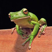 Nếu trả lời đúng 75%, bạn có IQ cao ngang thiên tài