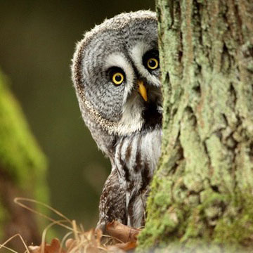 Thử tài tinh mắt - Tìm con vật trong bức tranh