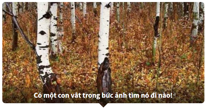 Thử tài tinh mắt - Tìm con vật trong bức tranh