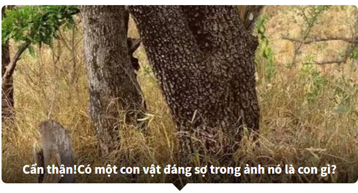 Thử tài tinh mắt - Tìm con vật trong bức tranh