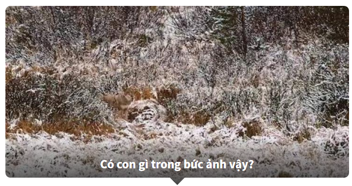 Thử tài tinh mắt - Tìm con vật trong bức tranh