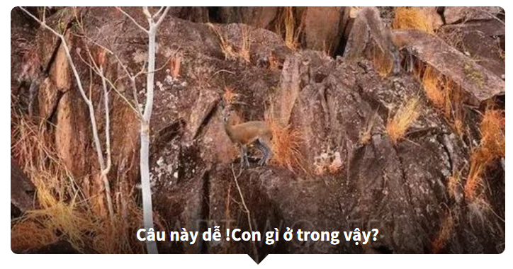 Thử tài tinh mắt - Tìm con vật trong bức tranh