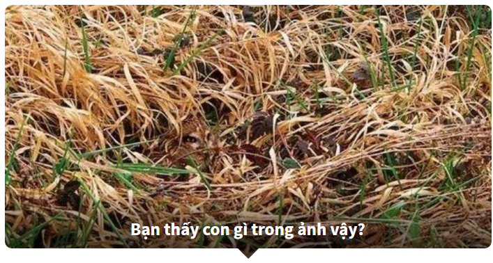 Thử tài tinh mắt - Tìm con vật trong bức tranh