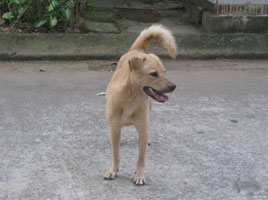 Số phận và tính cách nhân vật Lão Hạc trong truyện ngắn Lão Hạc của Nam Cao