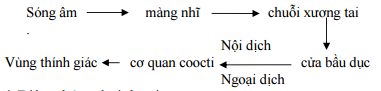 Đáp án đề thi học kì 2 môn sinh học lớp 8