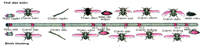 Đề thi thử đại học môn sinh