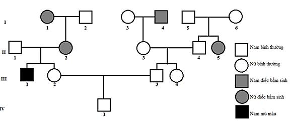 Phương pháp làm bài môn Sinh học phần Phả hệ di truyền