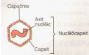 Đề thi học kì 2 môn Sinh học lớp 10 (cơ bản)