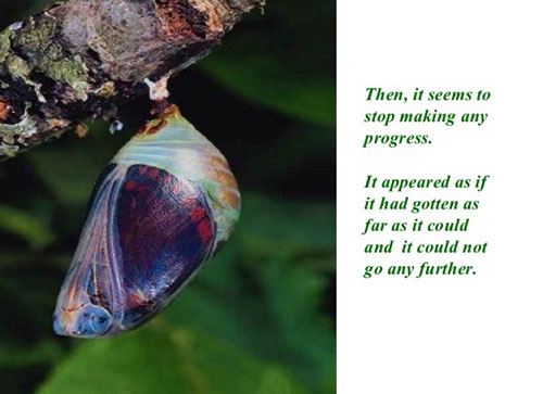 Học tiếng Anh qua truyện ngắn Sâu hóa bướm 