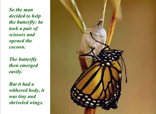 Học tiếng Anh qua truyện ngắn Sâu hóa bướm 