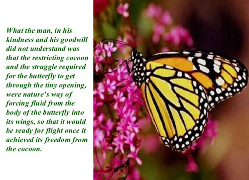 Học tiếng Anh qua truyện ngắn Sâu hóa bướm 