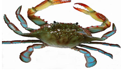 Đề thi học kỳ II môn Tiếng Anh lớp 2 sách First Friend I năm học 2015 - 2016