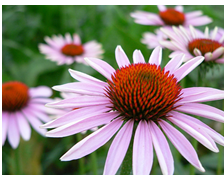 Đề thi học kỳ II môn Tiếng Anh lớp 2 sách First Friend I năm học 2015 - 2016