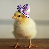 Gọi tên tiếng Anh giống đực và cái của động vật