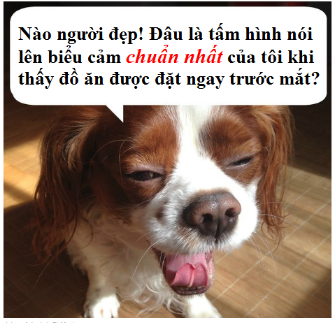 Đâu là biểu cảm của "cún cưng" khi đồ ăn bày ra trước mắt?