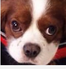 Đâu là biểu cảm của "cún cưng" khi đồ ăn bày ra trước mắt?