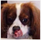 Đâu là biểu cảm của "cún cưng" khi đồ ăn bày ra trước mắt?