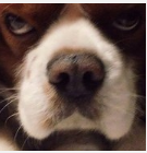 Đâu là biểu cảm của "cún cưng" khi đồ ăn bày ra trước mắt?