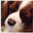 Đâu là biểu cảm của "cún cưng" khi đồ ăn bày ra trước mắt?