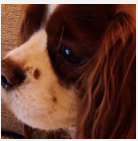 Đâu là biểu cảm của "cún cưng" khi đồ ăn bày ra trước mắt?