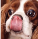 Đâu là biểu cảm của "cún cưng" khi đồ ăn bày ra trước mắt?