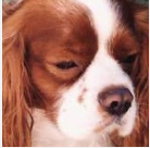 Đâu là biểu cảm của "cún cưng" khi đồ ăn bày ra trước mắt?