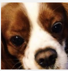 Đâu là biểu cảm của "cún cưng" khi đồ ăn bày ra trước mắt?