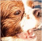 Đâu là biểu cảm của "cún cưng" khi đồ ăn bày ra trước mắt?