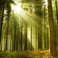 Học Tiếng Anh qua truyện: Dẻo cong hơn rắn giòn