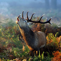 Học Tiếng Anh qua truyện: Kẻ nhút nhát không thể dạy sự dũng cảm