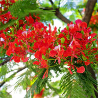 Giáo án ôn tập hè Toán 6 lên 7