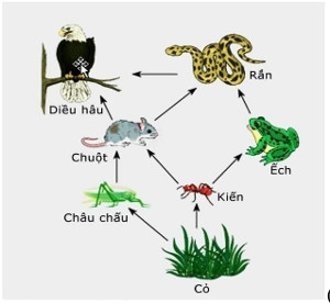Đề thi thử đại học môn sinh Đề thi thử đại học môn sinh