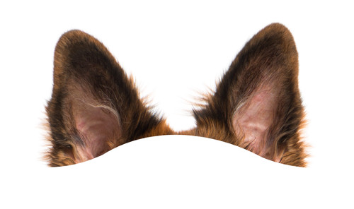 Nhìn hình đoán tên động vật 