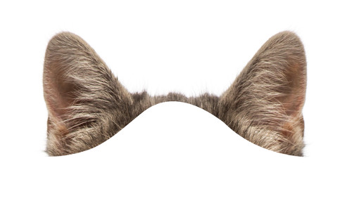 Nhìn hình đoán tên động vật 