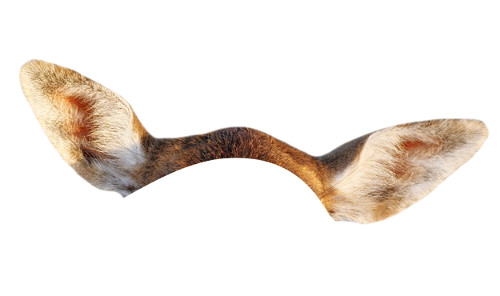 Nhìn hình đoán tên động vật 