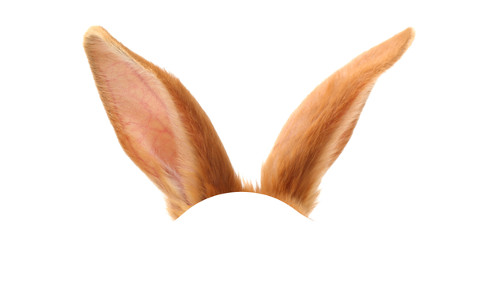 Nhìn hình đoán tên động vật 