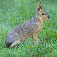 Nhìn tai đoán tên động vật