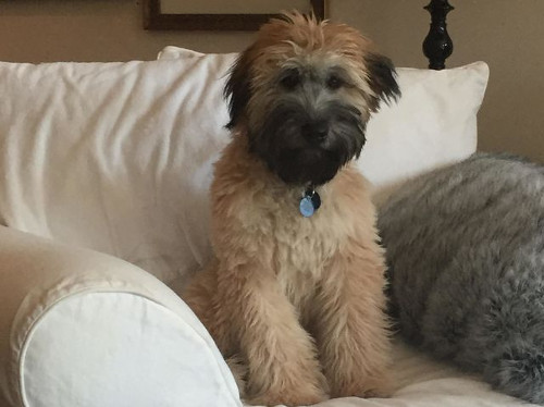 Nhìn ảnh chó đoán giới tính 