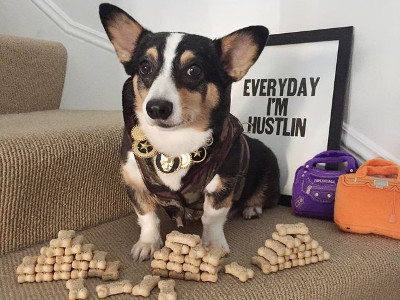 Nhìn ảnh chó đoán giới tính