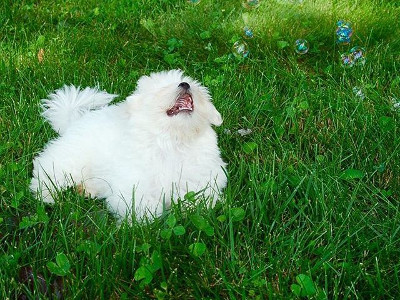 Nhìn ảnh chó đoán giới tính