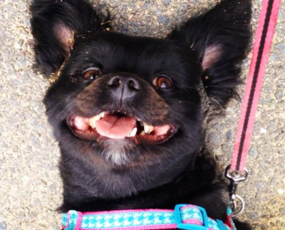 Nhìn ảnh chó đoán giới tính