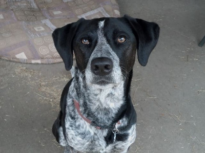 Nhìn ảnh chó đoán giới tính 